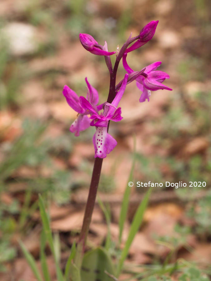 orchidee in Giordania